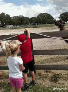 Umorismo -  Fun Animali Lama 01 