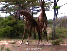 Humour - Fun Animaux Girafes Serie 01 