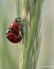 Humour - Fun Animaux Insectes Serie 01 