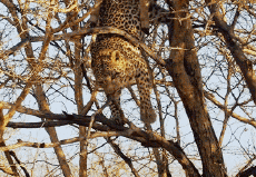 Umorismo -  Fun Animali Pantere 01 