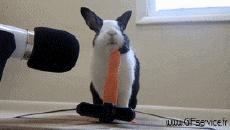 Humor - Fun Animales Conejo 01 