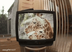 Humor -  Fun Tiere Giraffen 01 