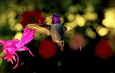 Humor -  Fun Animals Birds Hummingbird 