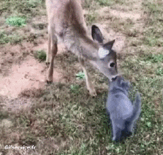 Humor - Fun Animales Ciervo - Cervatillo 01 