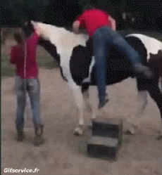 Humor - Fun Animales Caballos Serie 02 