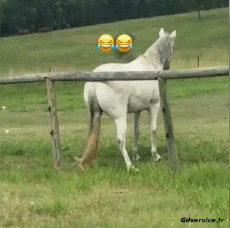 Humor -  Fun Tiere Pferde 01 