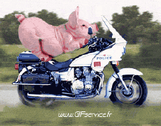 Humor -  Fun Tiere Schweine - Wildschweine 01 