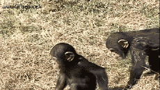 Humor -  Fun Animals Monkeys 01 