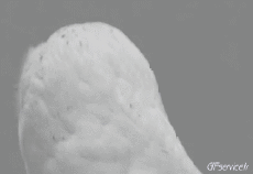 Umorismo -  Fun Animali Uccelli Rapace e Notturno 