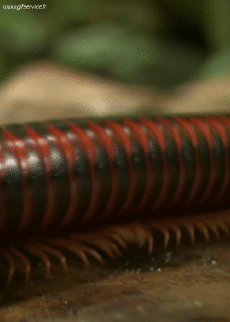 Humor -  Fun Tiere Insekten 01 