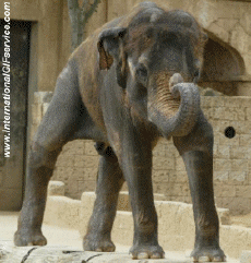 Humor -  Fun Tiere Elefanten 01 