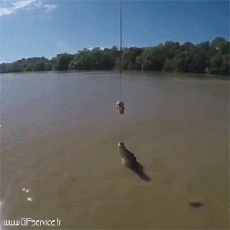 Humor -  Fun Animals Crocodiles - Caiman 01 