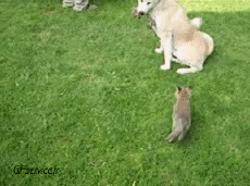 Humour - Fun Animaux Chiens Serie 04 