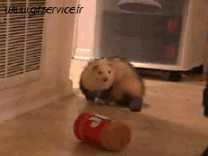 Humor -  Fun Animals Ferrets 01 