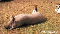 Humor - Fun Animales Cerdos - Jabalíes 01 