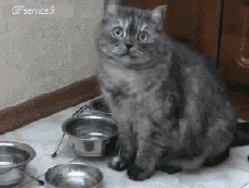 Humor - Fun Animales Gatos 05 