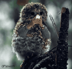 Humor -  Fun Tiere Geflügel Verschieden 02 