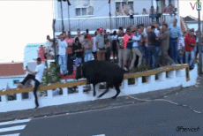 Humour - Fun Animaux Taureaux 01 