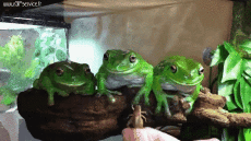 Humor -  Fun Animals Frogs 01 