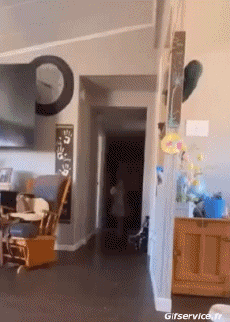 Humor -  Fun Animals Horses Serie 02 