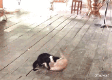 Humor -  Fun Tiere Katze 04 