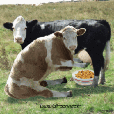 Humor - Fun Animales Vacas 01 