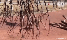 Umorismo -  Fun Animali Giraffe 01 