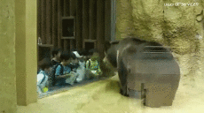 Humor - Fun Animales Oso 01 