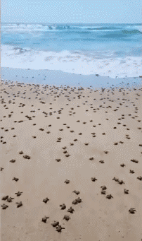 Humor - Fun Animales Tortugas 01 