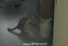 Humor -  Fun Animals Cats 03 