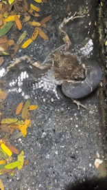 Humor - Fun Animales Ranas 01 