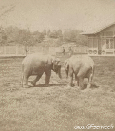Umorismo -  Fun Effetti 3d Stéreoscopique Wiggle 