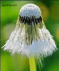 Humor - Fun Morphing - Parece People - Vip People Serie 01 