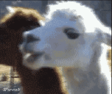 Humour - Fun Animaux Lama Serie 01 