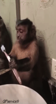 Humor -  Fun Animals Monkeys 01 