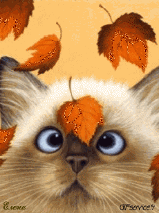 Humor -  Fun Tiere Katze 04 