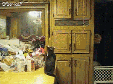 Humour - Fun Animaux Chats Serie 05 