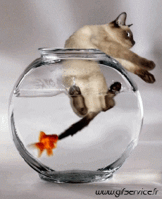 Humor -  Fun Tiere Katze 03 