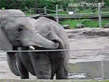 Humour - Fun Animaux Eléphants 01 