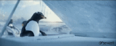 Humor - Fun Animales Pingüinos 01 