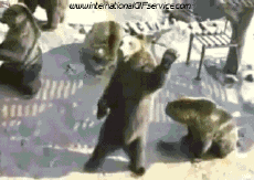 Humour - Fun Animaux Ours Serie 01 