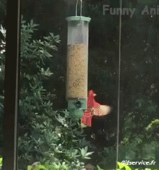 Humor - Fun Animales Ardillas 01 