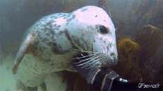 Umorismo -  Fun Animali Foche leone marino 01 