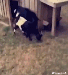 Humor -  Fun Animals Goats - Goatee 01 