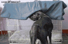 Humour - Fun Animaux Chiens Serie 01 