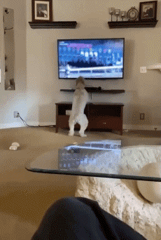 Humour - Fun Animaux Chiens Serie 04 