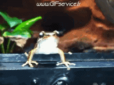 Humor -  Fun Animals Frogs 01 