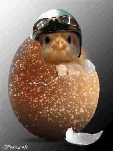 Humour - Fun Animaux Oiseaux Divers 02 