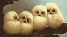 Humor - Fun Animales Pájaros Rapaz y Nocturno 