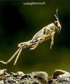 Humour - Fun Morphing - Ressemblance People - Vip Série 02 